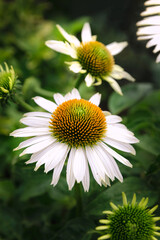 White Echinacea coneflowers blooming in a summer garden in close-up