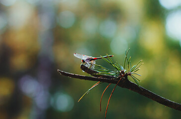 Dragonfly sits on a pine branch on a blurred green nature background. Macro of wildlife.