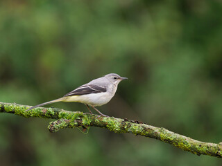Obraz premium Grey wagtail, Motacilla cinerea,