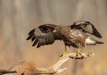 Common Buzzard in winter at a wet forest
