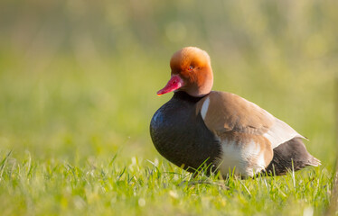 Red-crested pochard - Netta rufina - male bird at a small pond in spring