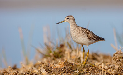 Wood Sandpiper  - Tringa glareola - in spring on the migration way