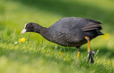 Eurasian coot - adult bird in spring
