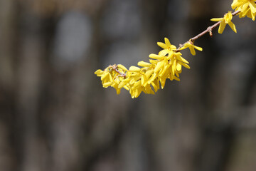 Forsythia bush blooms with yellow flowers.