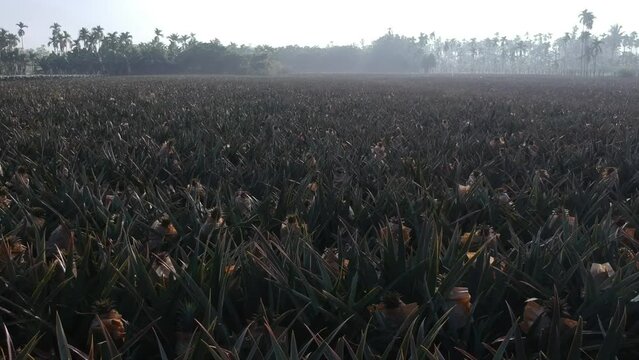 Pineapple trees Drone Flyover