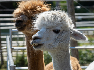 Obraz premium Alpaka