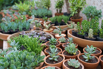 Fototapeta na wymiar Big variety of green organic pot-plants designed to diversify home interior placed on counter in store. Large assortment of succulents planted in big and small brown pots in flower shop closeup