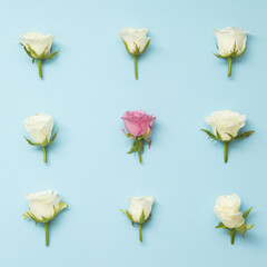 White roses and pink rose on pastel background in geometric order.