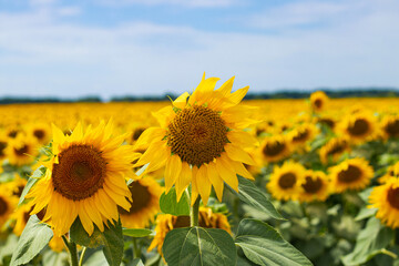 Beautiful sunflower field. The concept of agriculture. Ukrainian nature