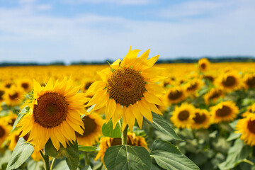 Fototapeta premium Beautiful sunflower field. The concept of agriculture. Ukrainian nature
