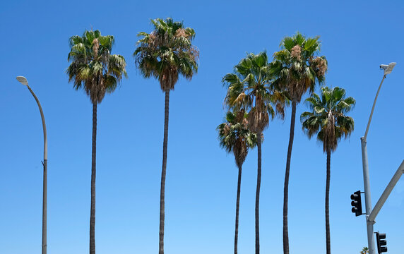 Palm trees at Long Beach, California