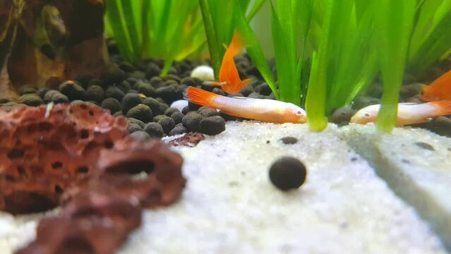 Swordtail fish attack guppy video stock footage.