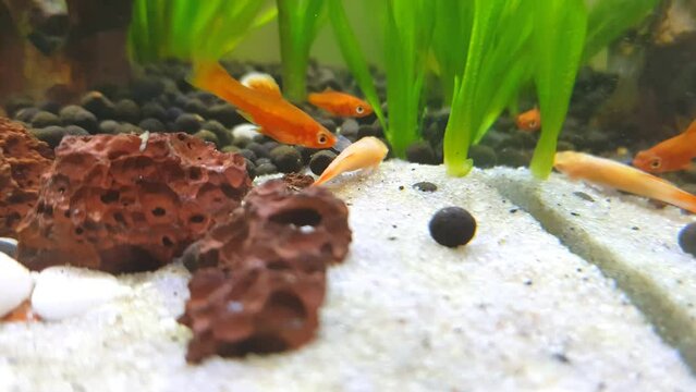 Swordtail fish attack guppy video stock footage.