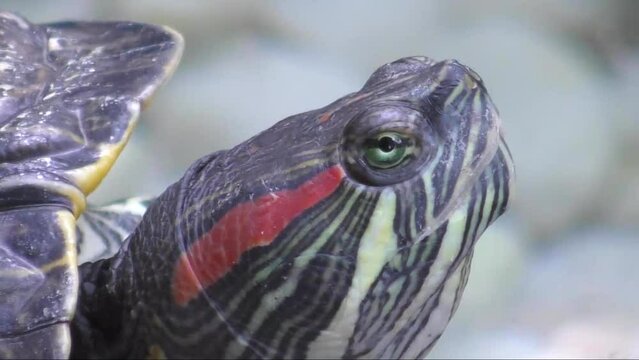 The head of the Red-eared turtle or Yellow-bellied turtle (Latin. Trachemys scripta), a family of American freshwater turtles 
