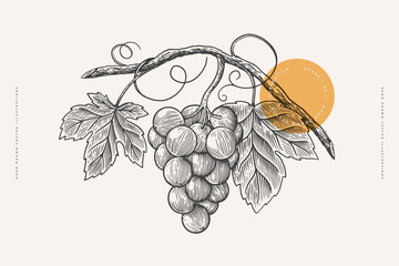 Bunch of grapes with a leafs in the style of an antique engraving. Vector illustration on a light background. - 520506012