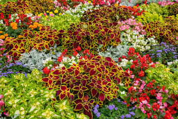 varieties of colorful flowers on flowered bed close up