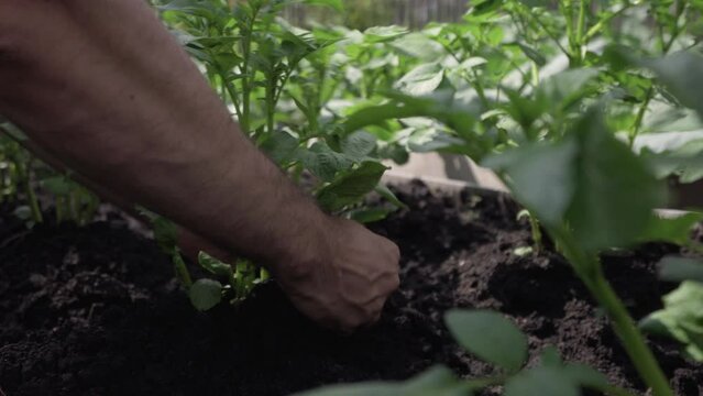 Hands of worker dig potato tuber into the round