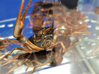 crayfish behind aquarius glass in a close-up supermarket. One large river crayfish. Huge Lobster. Crayfishs live, river food. Living crayfish in water. Caught crayfishs. Selective soft focus
