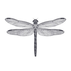 Black and white illustration of Dragonfly isolated. Vector - 520506882