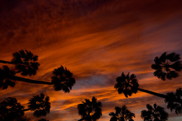 Palms swaying in the wind, sunset, low angle view , Spain