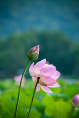 Selective focus. Beautiful lotus flowers. Exotic.