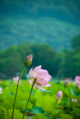 Selective focus. Beautiful lotus flowers.
