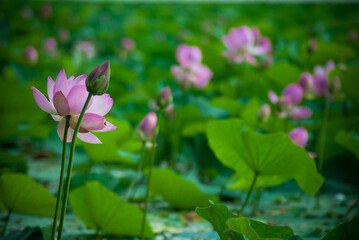 Fototapeta premium Selective focus. Beautiful lotus flowers. Exotic.