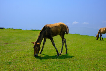 Naklejka premium A wild foal of Cape-Toi eating grass.