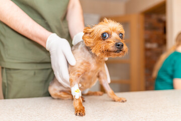 Veterinarian caring a Yorkshire terrier with an intravenous drip, at animal hospital clinic.