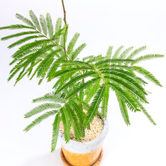 Obraz premium 観葉植物、夜になると葉を閉じて眠るエバーフレッシュの葉【白背景】