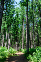 北海道　洞爺湖　中島を散策
