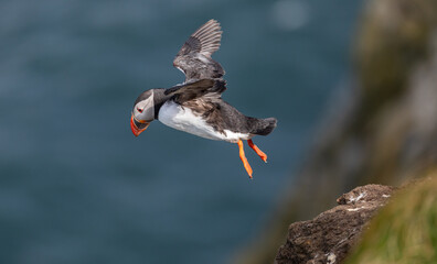 Atlantic Puffin