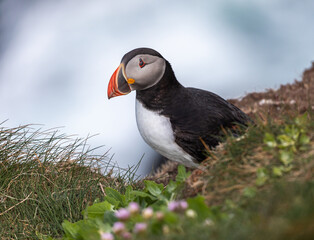 Atlantic Puffin