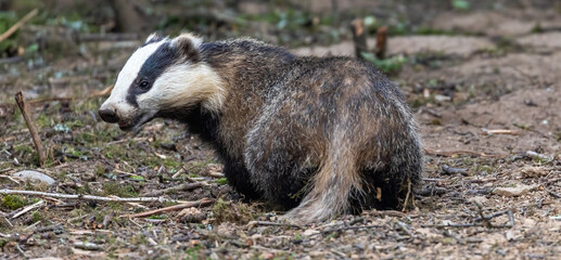 European Badger