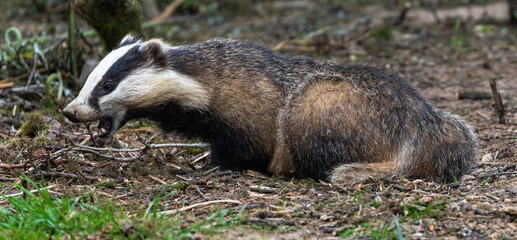 European Badger © David