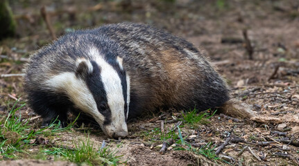 European Badger © David