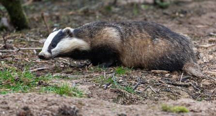 European Badger