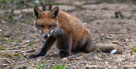 Curious young fox cub