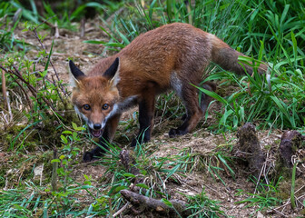 Naklejka na ściany i meble Curious young fox cub