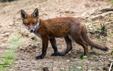 Curious young fox cub