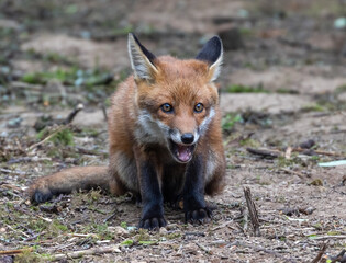 Curious young fox cub