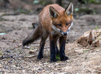 Curious young fox cub