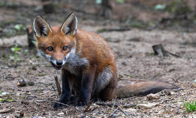 Curious young fox cub