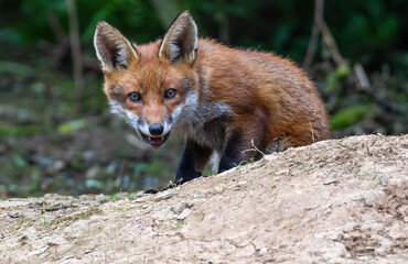 Curious young fox cub