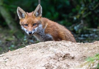 Curious young fox cub