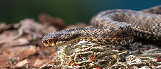 Common Adder