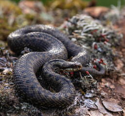 Common Adder