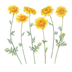 Set of the summer field golden dyer's chamomile flower (yellow cota, Paris daisy, Anthemis tinctoria). Watercolor hand drawn painting illustration, isolated on white background.