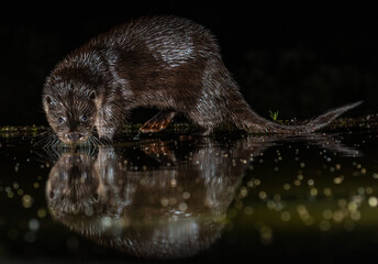 Otter in night-time hide