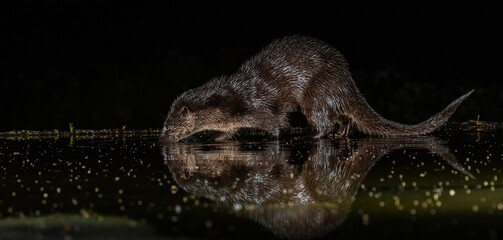 Otter in night-time hide
